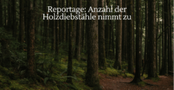 holzdiebstahl nimmt zu gps schuetzt vor langfingern im wald. zdf terra xpress reportage zum thema diebe faellen baeume im wald und stehlen das holz