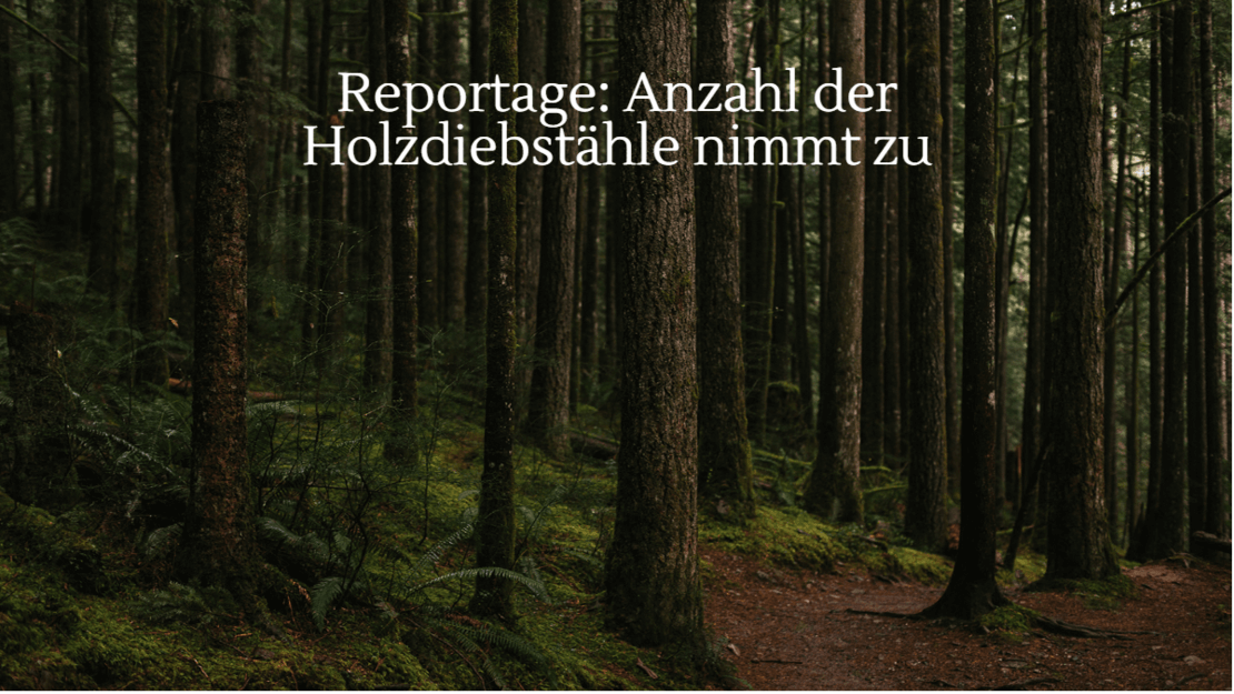holzdiebstahl nimmt zu gps schuetzt vor langfingern im wald. zdf terra xpress reportage zum thema diebe faellen baeume im wald und stehlen das holz